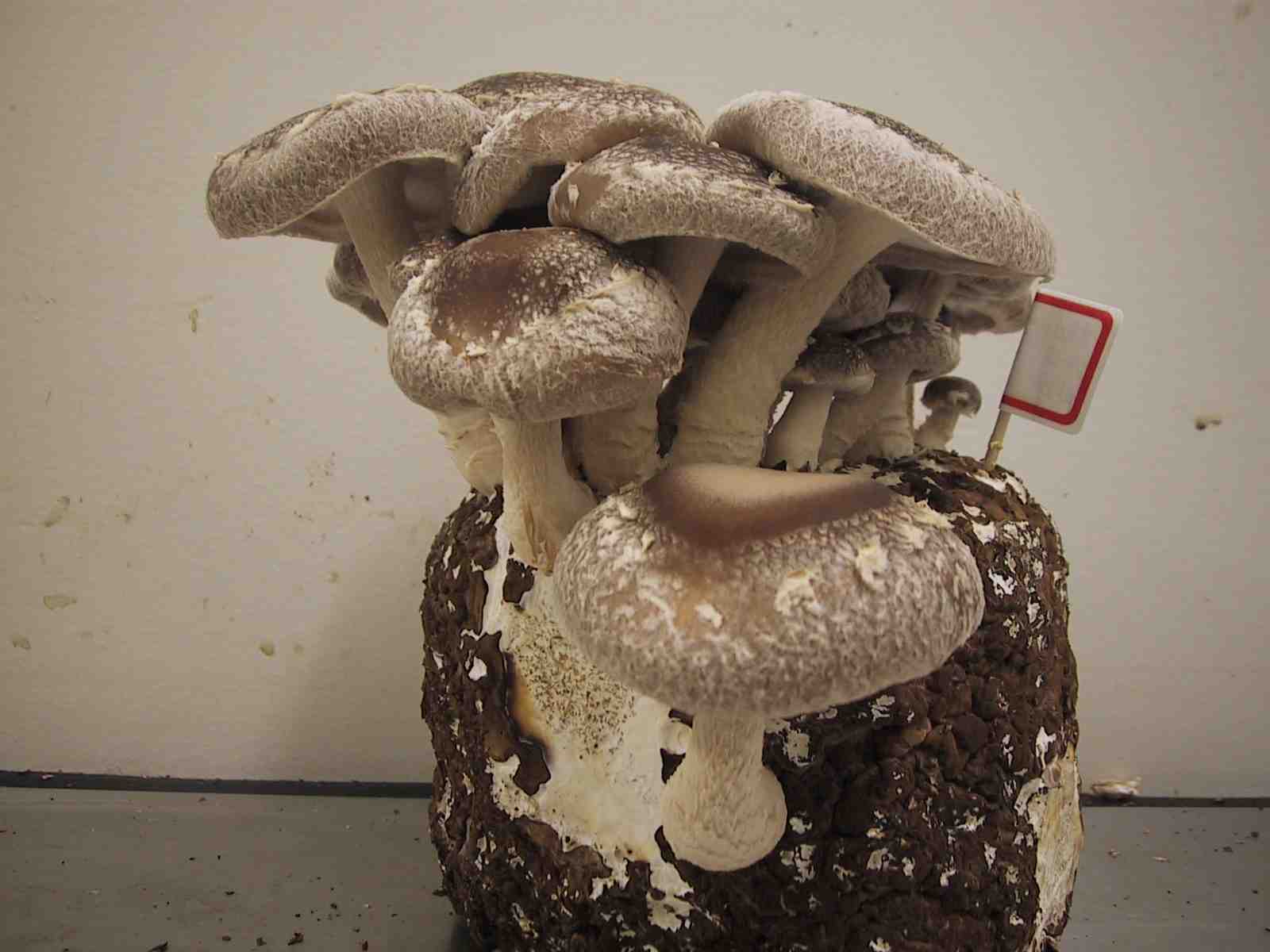 シイタケ様 シイタケ (Lentinula edodes)